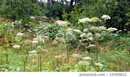 Hogweed in summer forest. Hogweed in summer forest. 33489622
