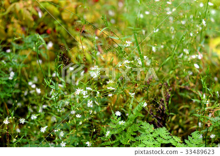 Fresh grass with small white flowers. Fresh grass with small white flowers. 33489623