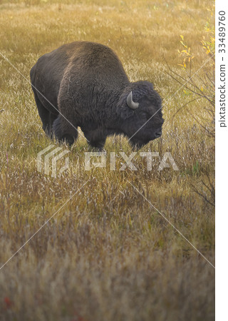 Wild Bison in National Park 33489760