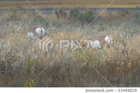 Pronghorn in feild, Yellowstone National Park 33489829