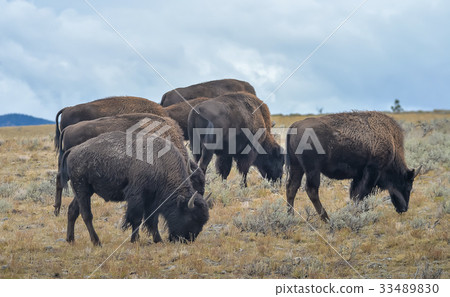 Wild Bison in National Park 33489830
