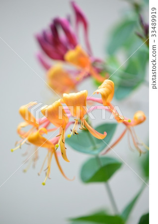 Macro image of Tsukinuki Kinkaku Dou Shinobu Winter 33489919