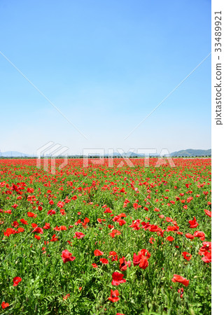 路站“Sasaoka Bay Farm”的罌粟田 33489921