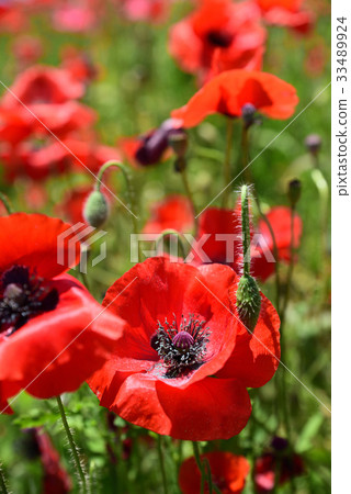 路站“Sasaoka Bay Farm”的罌粟田 33489924