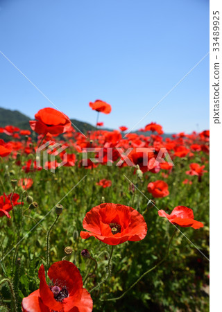 路站“Sasaoka Bay Farm”的罌粟田 33489925