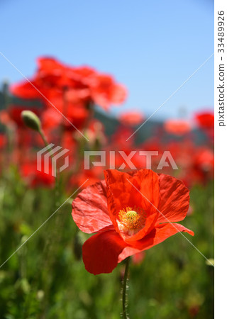 路站“Sasaoka Bay Farm”的罌粟田 33489926