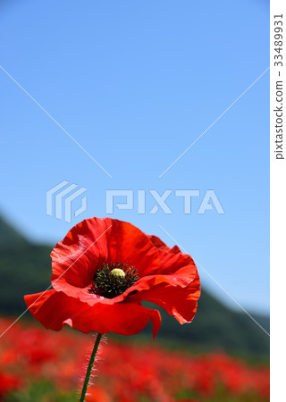 路站“Sasaoka Bay Farm”的罌粟田 33489931