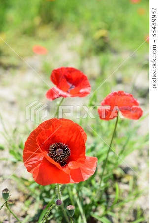 路站“Sasaoka Bay Farm”的罌粟田 33489932