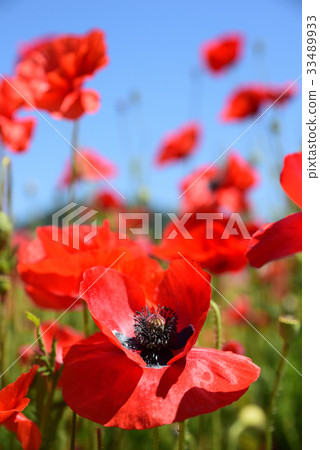Poppy field of Road Station "Sasaoka Bay Farm" 33489933