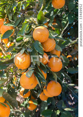 Orange farm in California 33489952