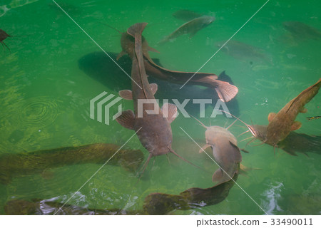 Wild catfish in the natural pool 33490011