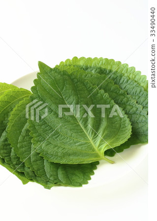 Sesame leaf 33490440