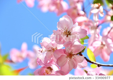 Hanakaido (flower ha Tong) Hanakaido (flower ha Tong) 33490977