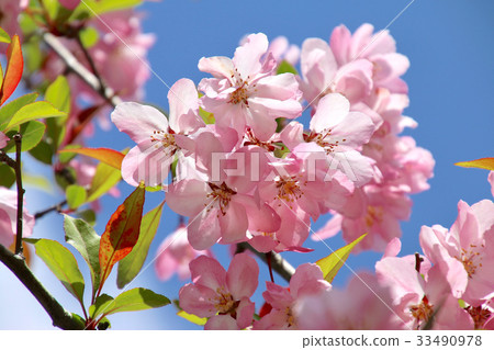 Hanakaido (flower ha Tong) Hanakaido (flower ha Tong) 33490978