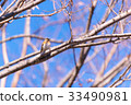 brambling, bird, birds 33490981