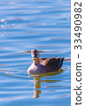 spot-billed duck, duck, bird 33490982
