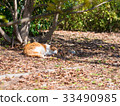 cat, pussy, a cat 33490985