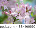 azalea, azaleas, rose bay 33490990