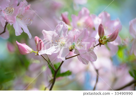 azalea, azaleas, rose bay 33490990