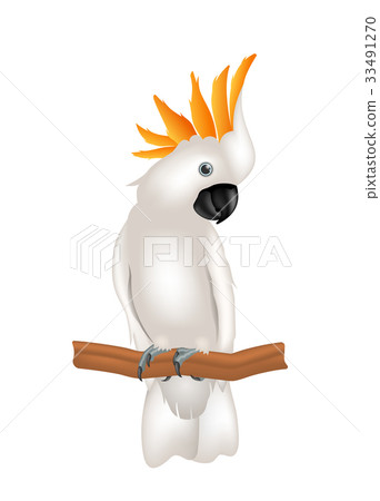 Mollucan Cockatoo Parrot On Branch, Exotic Bird Mollucan Cockatoo Parrot On Branch, Exotic Bird 33491270