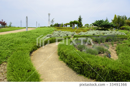 Sunflower Hill Park (Ono City, Hyogo Prefecture) Sunflower Hill Park (Ono City, Hyogo Prefecture) 33491366