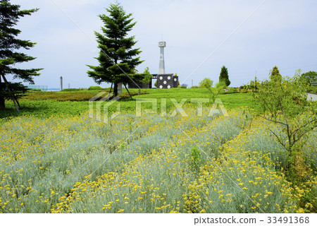 Sunflower Hill Park Flower Fields and Towers (Ono City, Hyogo Prefecture) 33491368