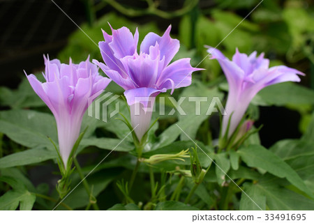 牽牛花180 33491695