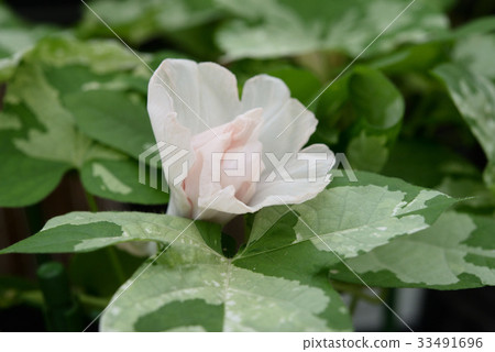 Morning glory 181 33491696