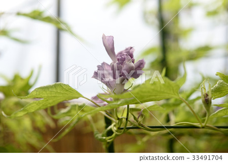 Morning glory 189 33491704