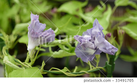 牽牛花190 33491705