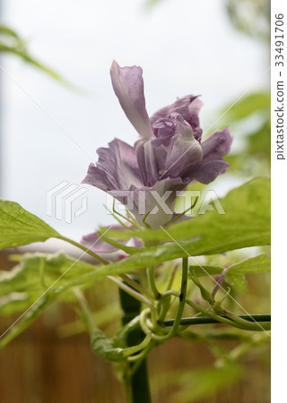 牽牛花191 牽牛花191 33491706