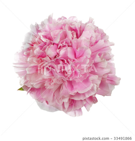 Pink peony flower Pink peony flower 33491866