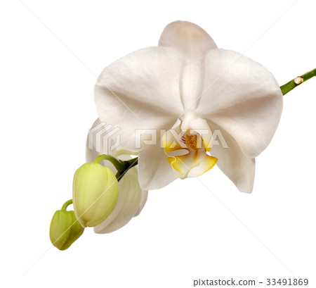 Beautiful white orchid flowers with buttons Beautiful white orchid flowers with buttons 33491869
