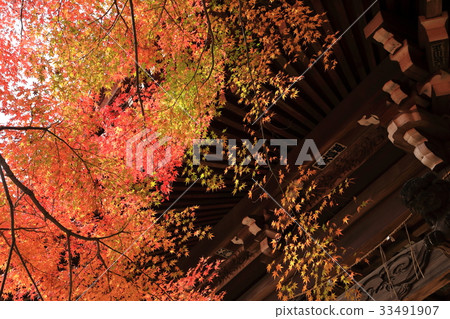 Higashi Souji Temple Autumn (Matsudo City, Chiba Prefecture) 33491907