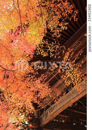 Higashi Souji Temple Autumn (Matsudo City, Chiba Prefecture) 33491908