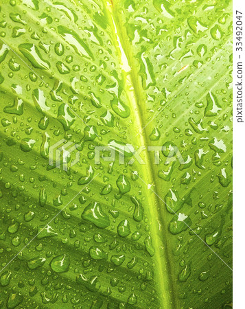 露水 雨水 水珠 綠葉 葉脈 背景 33492047