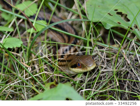 Shimate snake 33492256