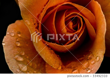 Rose of orange Rose of orange 33492310