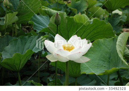Maizuru Park and lotus leaves Maizuru Park and lotus leaves 33492328