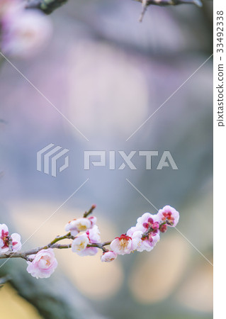 梅花 梅花 33492338