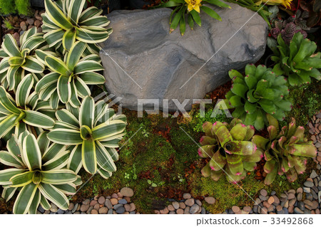 Colorful of various Bromeliad garden background. Colorful of various Bromeliad garden background. 33492868