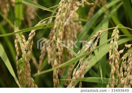 An ear of rain that hangs around the neck 33493649