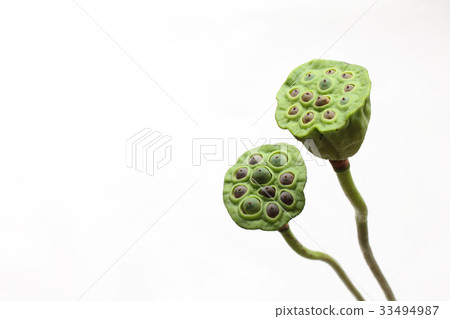 Lotus stand (two horizontal) 33494987