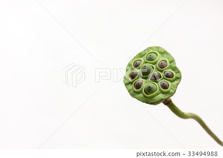 Lotus stand (one horizontal upward) Lotus stand (one horizontal upward) 33494988