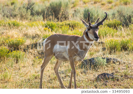 Prong horn 33495093