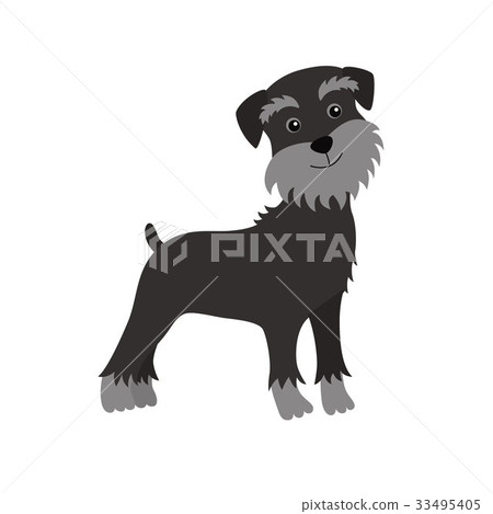 dog Schnauzer black dog Schnauzer black 33495405