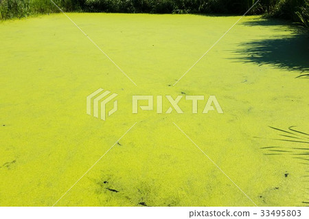 Pond covered with green algae 33495803