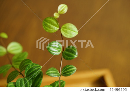 Mini-house plants 33496393