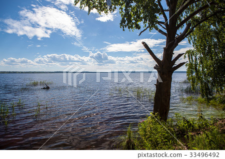 tree on the lake tree on the lake 33496492