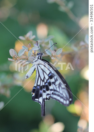 Swallowtail (side) 03 Swallowtail (side) 03 33496501